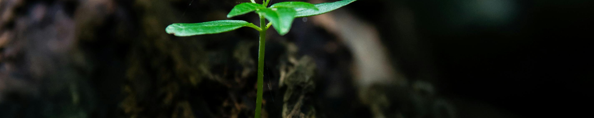 imagem de uma planta nascendo