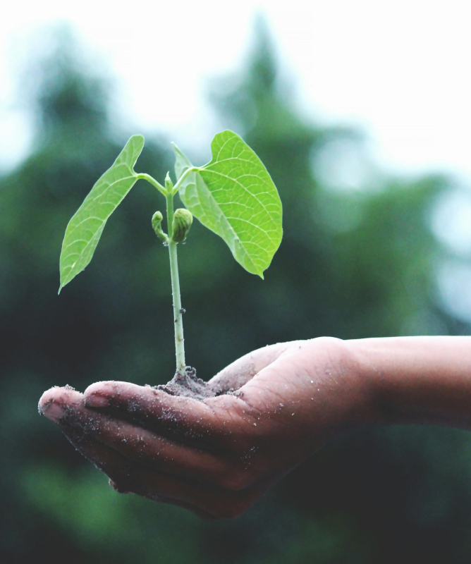 Uma mão segura um pequeno broto de planta.