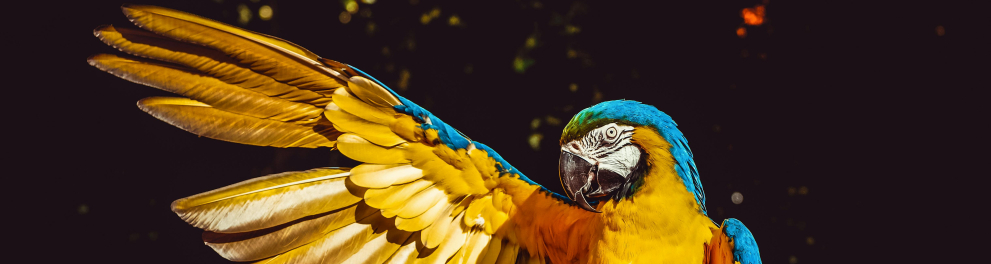 arara