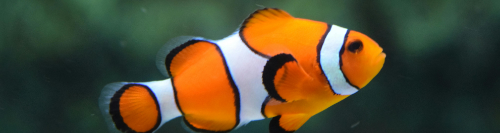 peixe palhaço