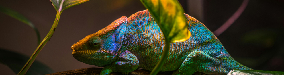 iguana