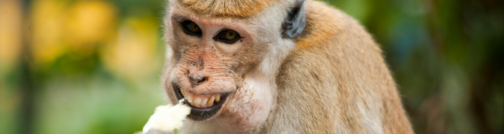 macaco