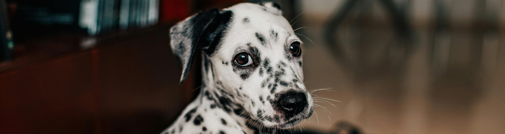 dalmata cachorro