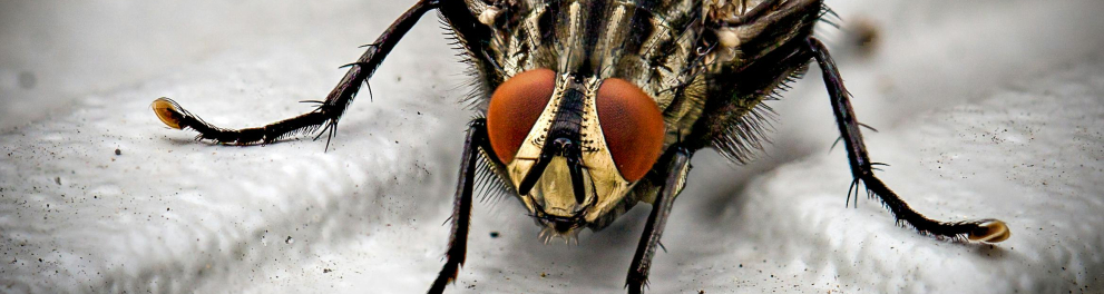 mosca