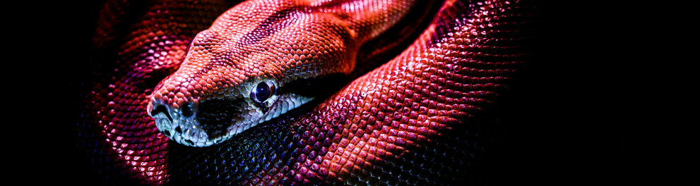 cobra