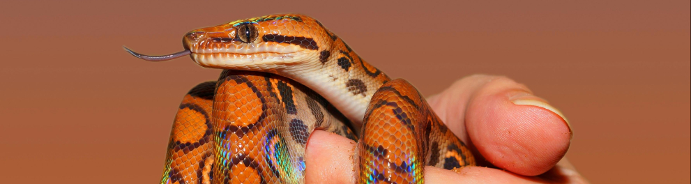 cobra