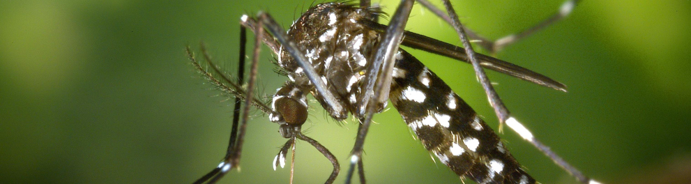 mosquito