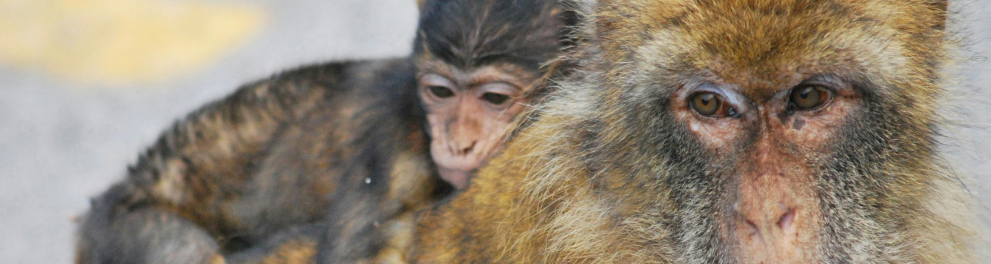 macaco filhote e mãe