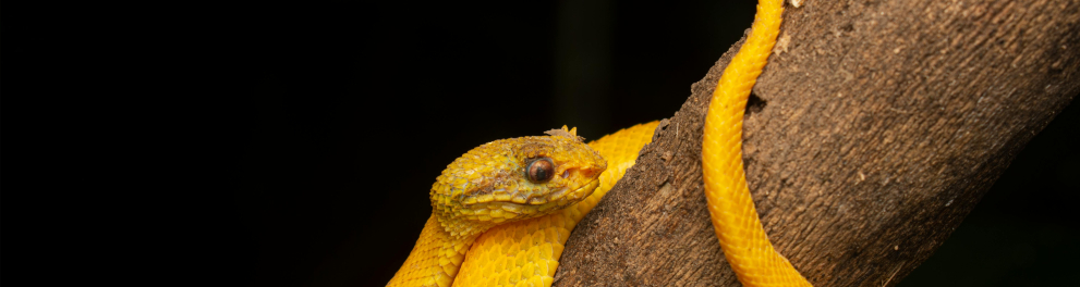 cobra