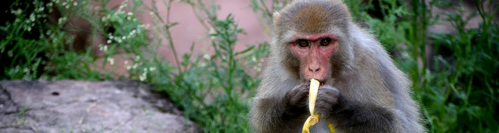macaco comendo banana
