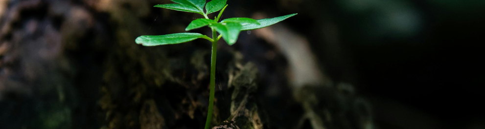 imagem de uma planta nascendo