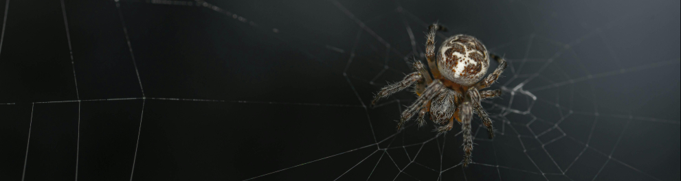 aranha