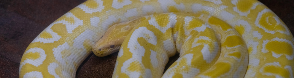 cobra