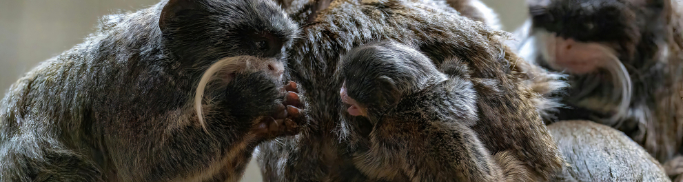 macaco sagui