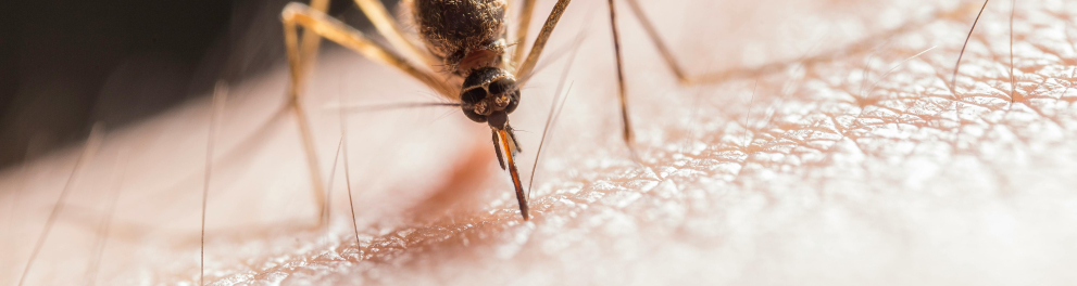 mosquito
