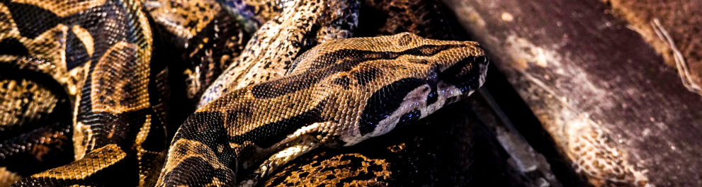 cobra