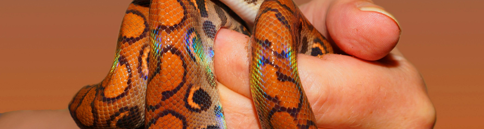 cobra