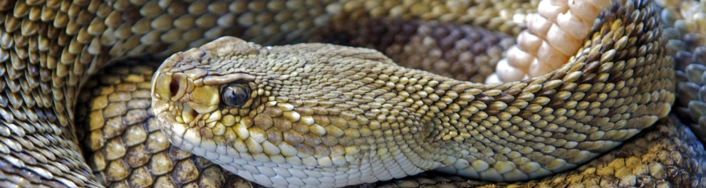 cobra cascavél