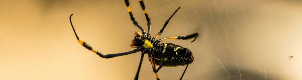 aranha