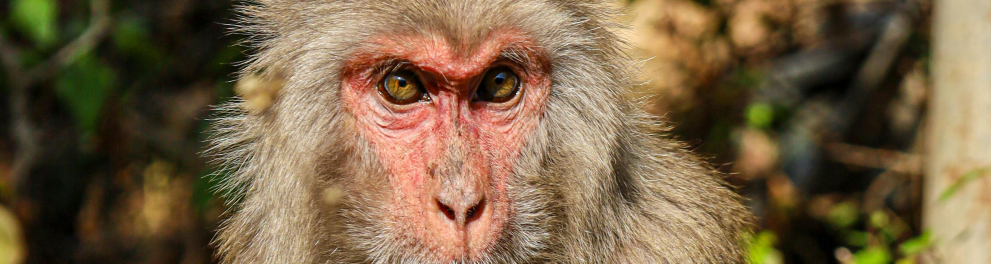 macaco bumbum vermelho