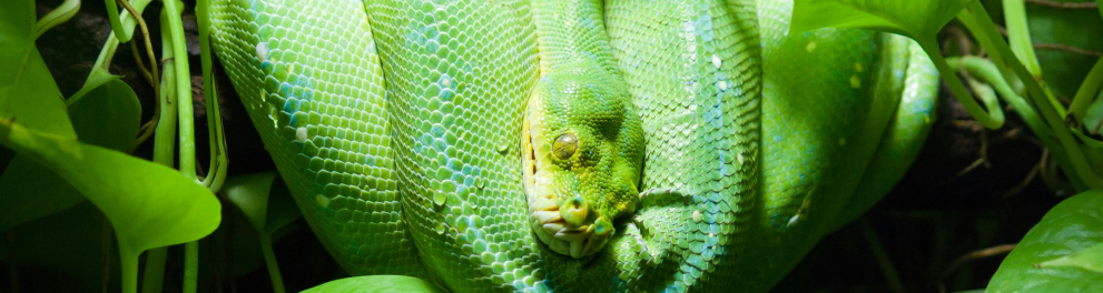 cobra