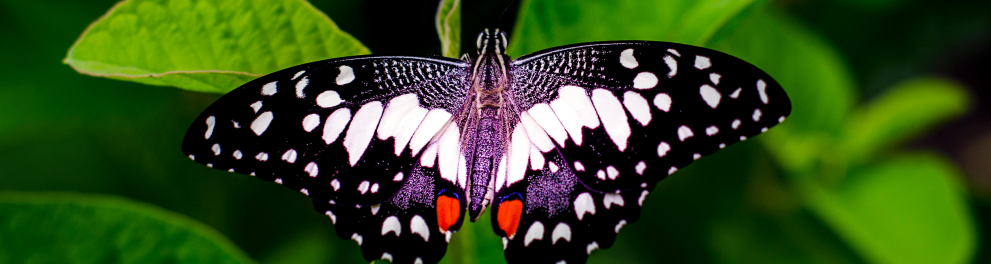 borboleta
